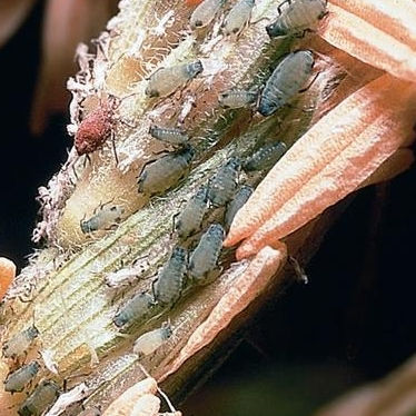 Corn leaf aphid. 
